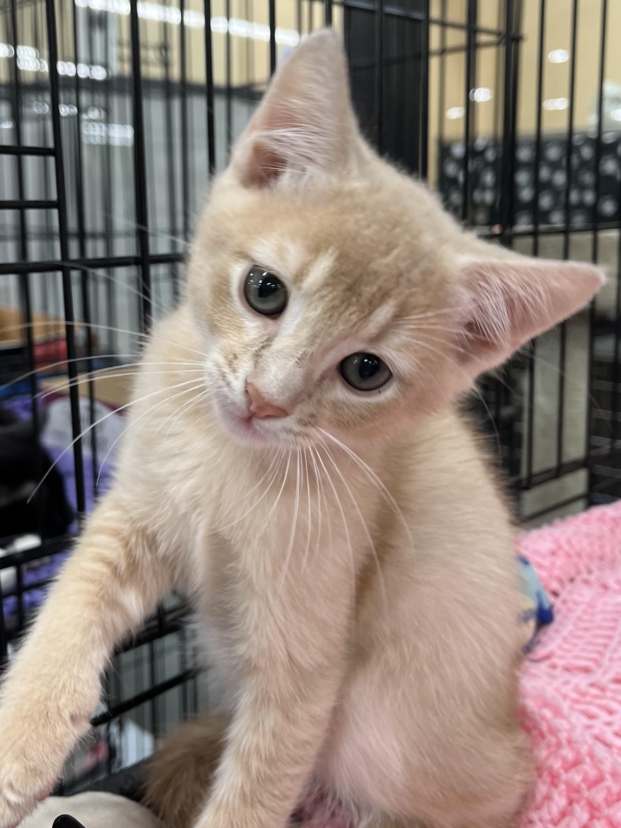 Enlarge Tyler, a Adopted Domestic Short Hair in Snellville, GA image 2/6