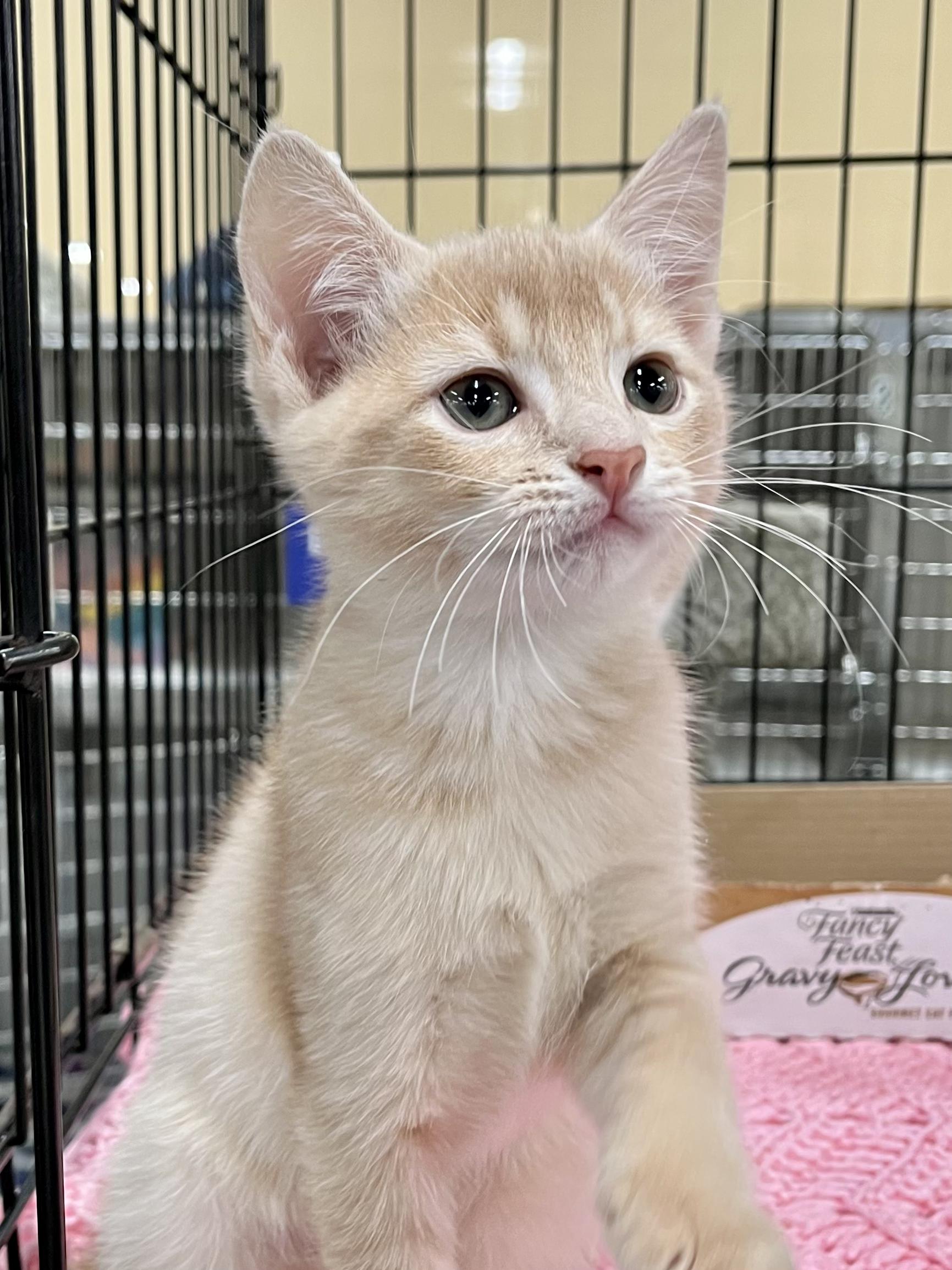 Enlarge Tyler, a Adopted Domestic Short Hair in Snellville, GA image 3/6