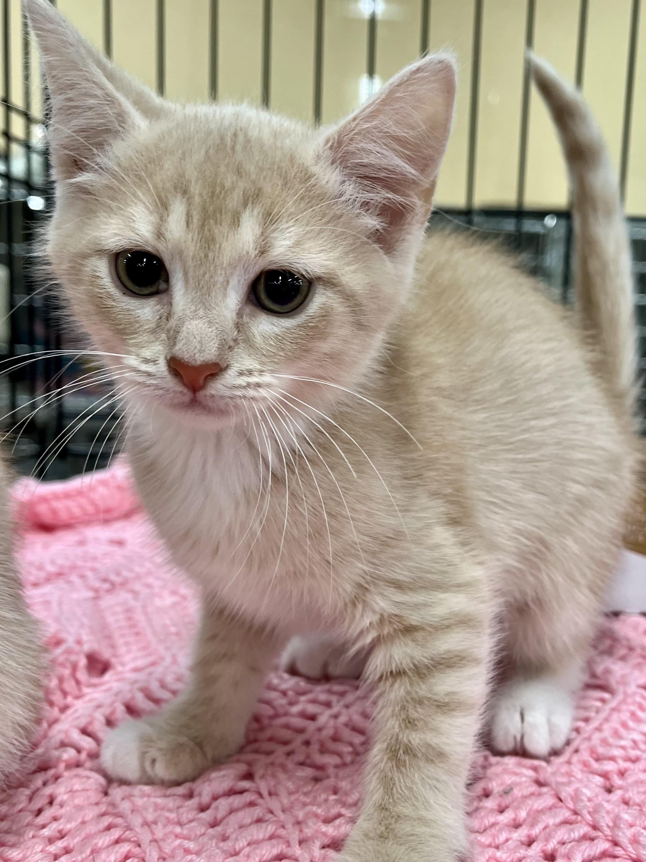 Enlarge Tyler, a Adopted Domestic Short Hair in Snellville, GA image 1/6
