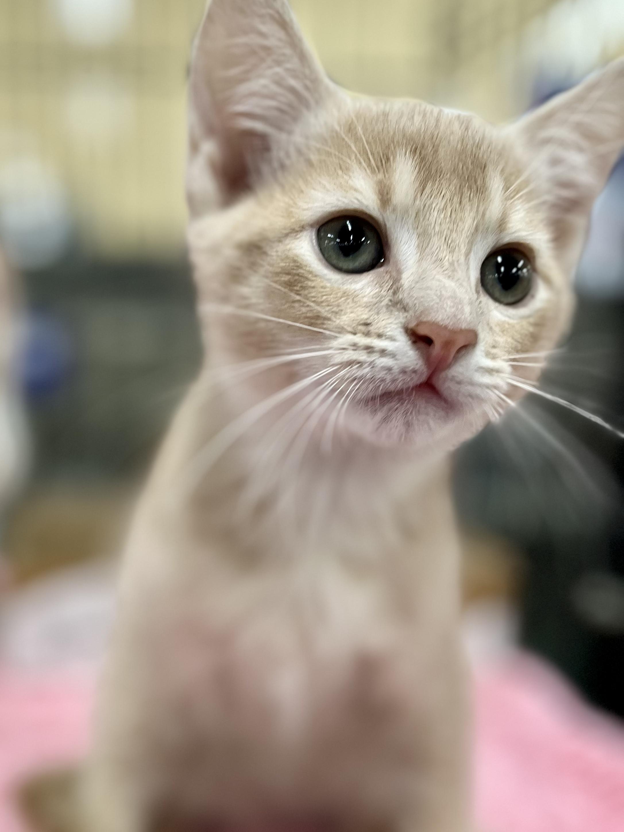 Enlarge Tyler, a Adopted Domestic Short Hair in Snellville, GA image 5/6