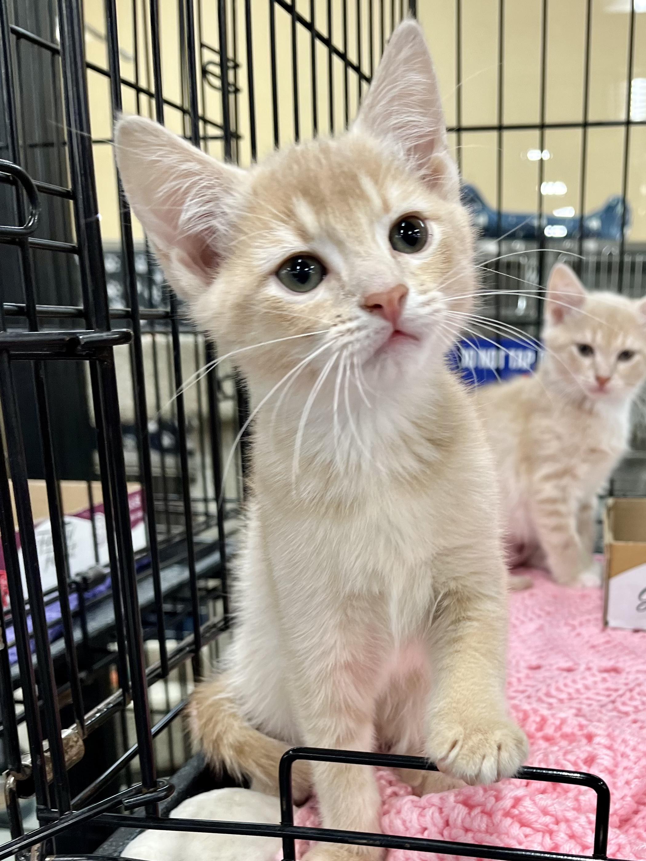 Enlarge Tyler, a Adopted Domestic Short Hair in Snellville, GA image 6/6