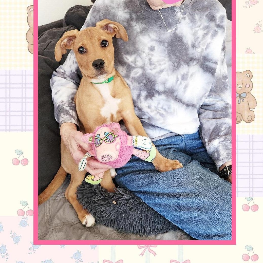 Cindy, Adoptable, Puppy Female Yellow Labrador Retriever & Shepherd.