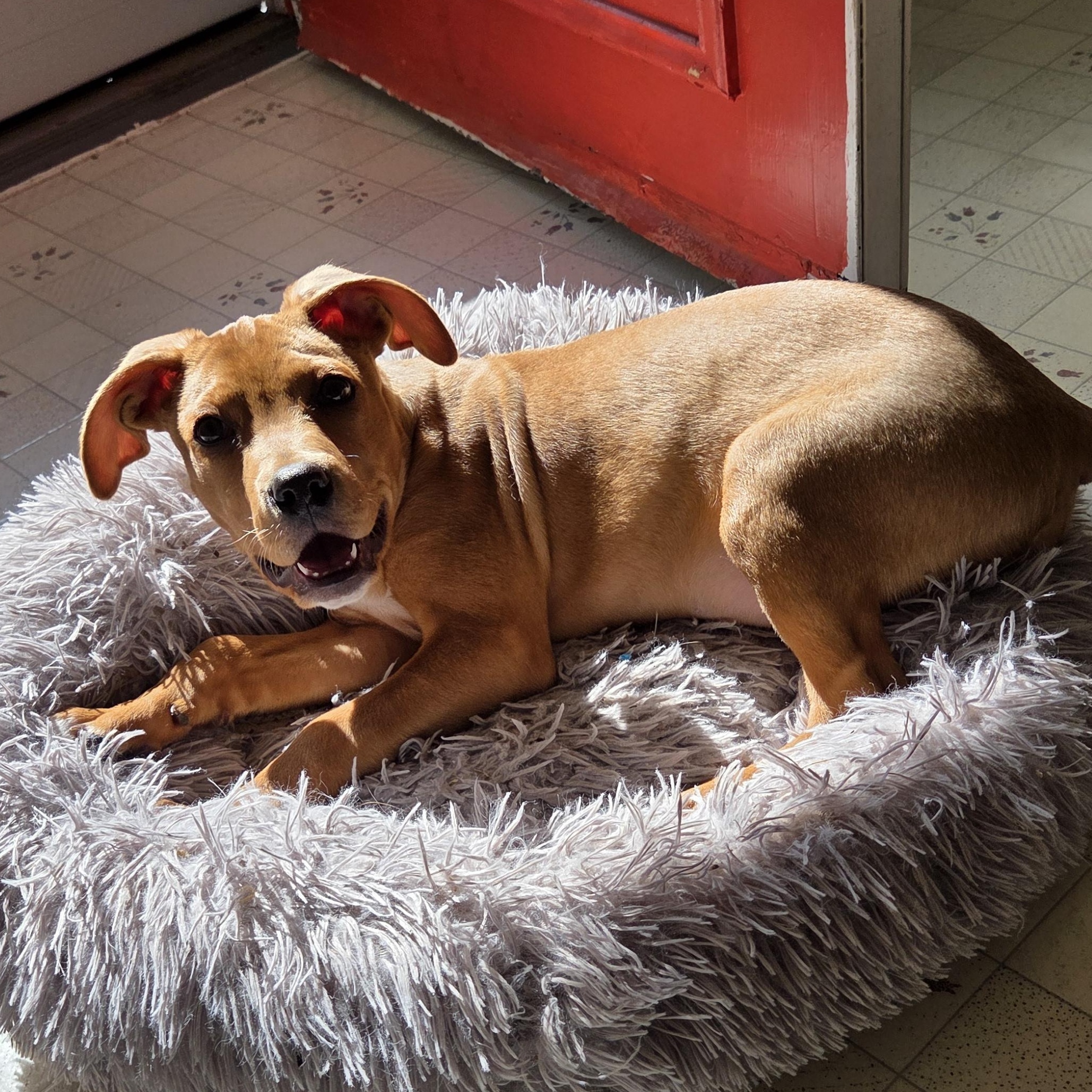 Enlarge Cindy, a Adoptable mixed breed in Lake Geneva, WI image 6/6