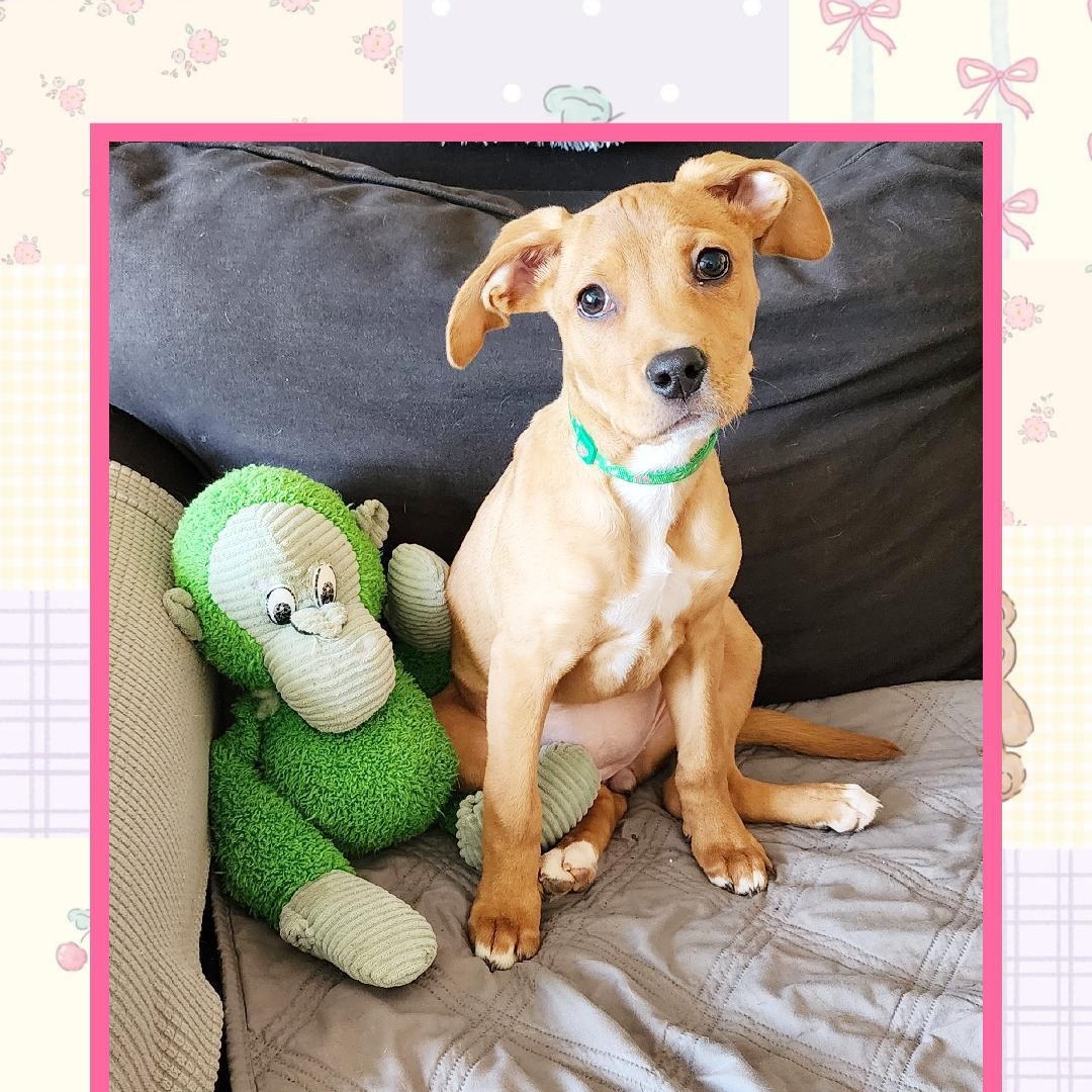 Enlarge Cindy, a Adoptable mixed breed in Lake Geneva, WI image 3/6