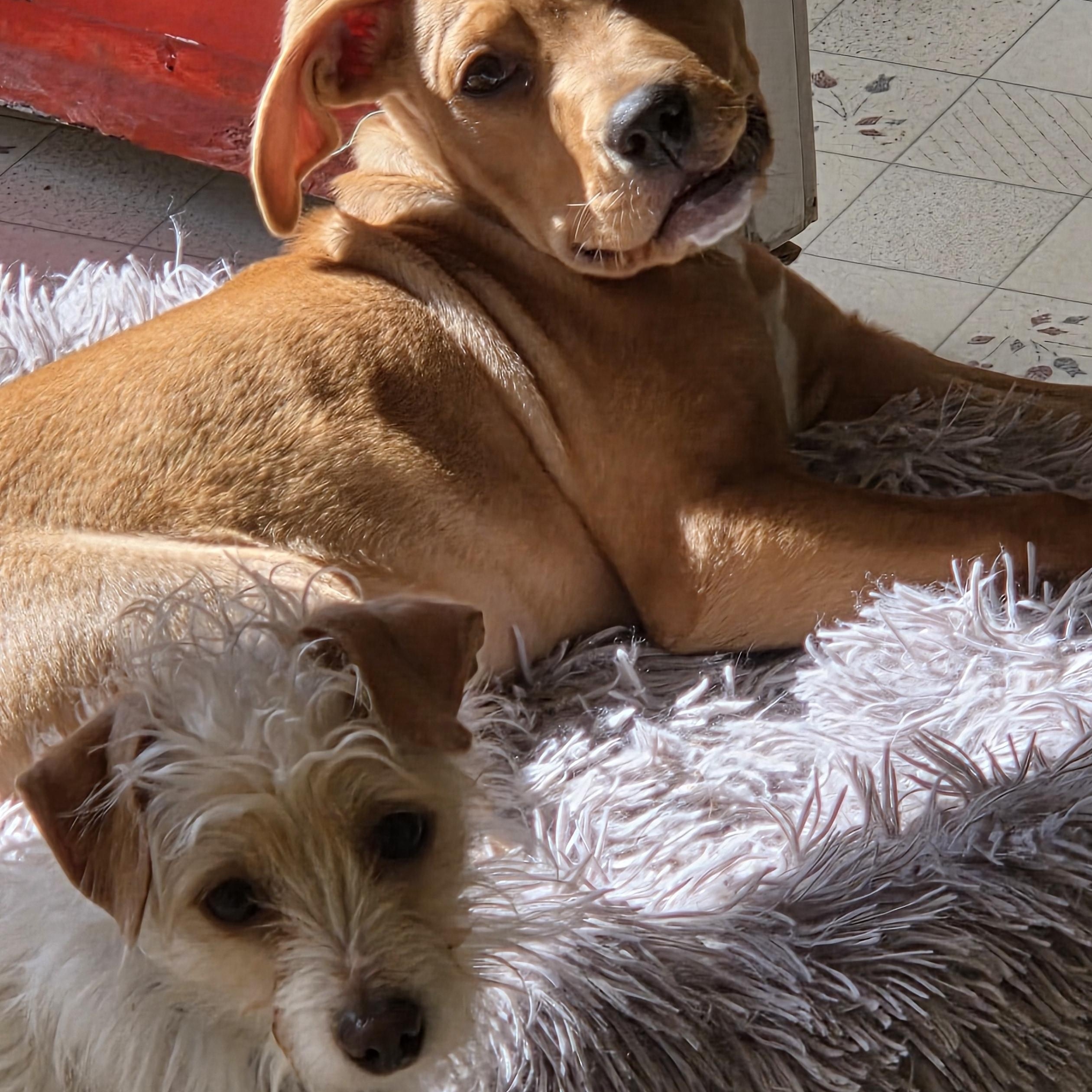 Enlarge Cindy, a Adoptable mixed breed in Lake Geneva, WI image 2/6