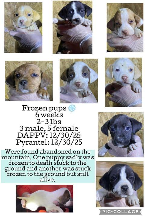 Enlarge Cindy, a Adoptable mixed breed in Lake Geneva, WI image 4/6