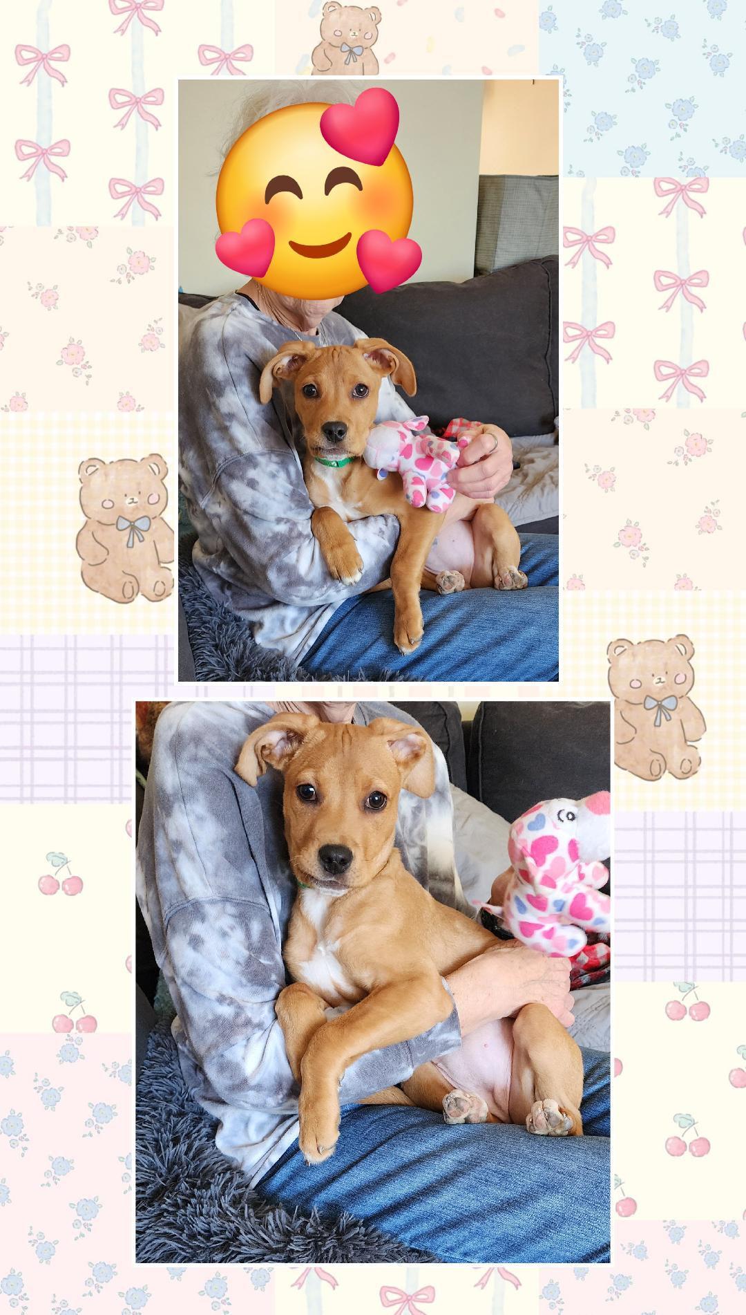 Enlarge Cindy, a Adoptable mixed breed in Lake Geneva, WI image 5/6