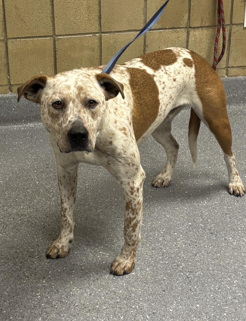 Enlarge River, a Adoptable mixed breed in Greenfield, IN image 1/1