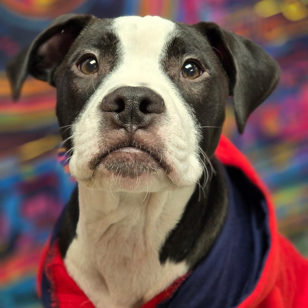 Enlarge Tubs, an adopted mixed breed in Effingham, IL image 2/3