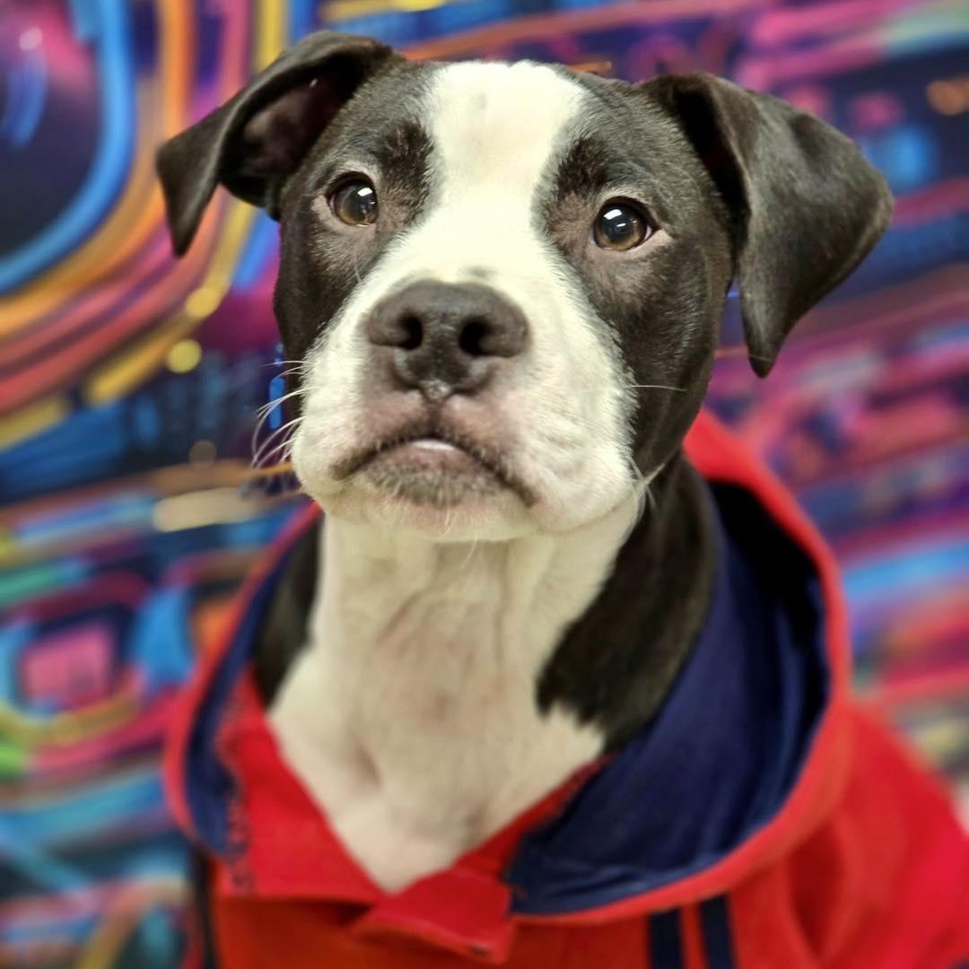 Enlarge Tubs, an adopted mixed breed in Effingham, IL image 3/3