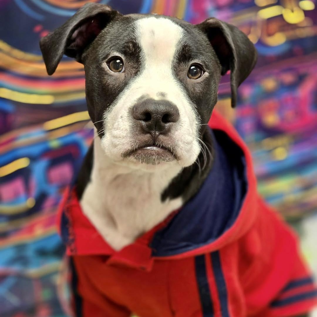 Tubs, adopted, Young Male Boxer.