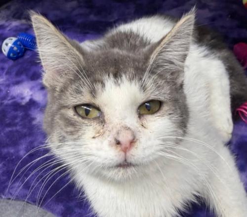 Sandie, Adoptable, Young Female Domestic Short Hair.