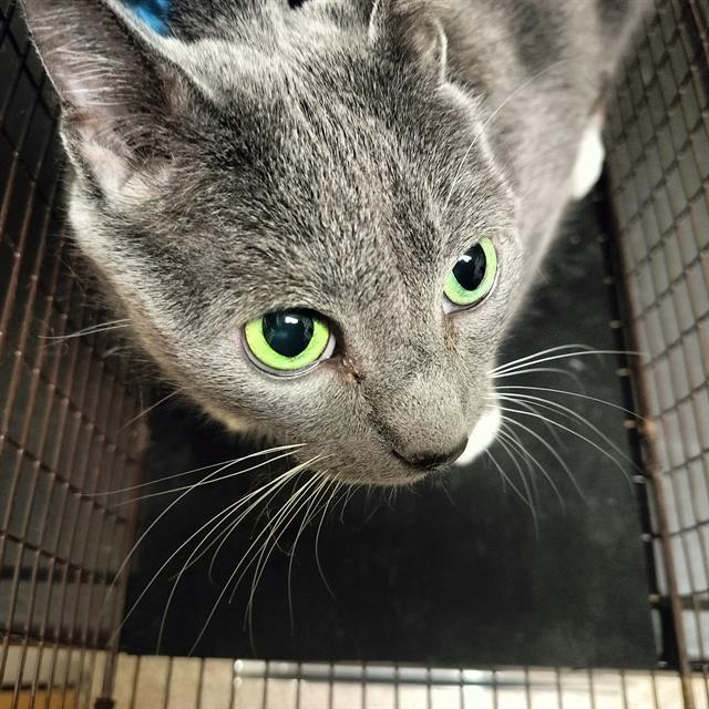 Enlarge SMOKEY FAIRY, a Adoptable Domestic Short Hair in Pueblo, CO image 1/1