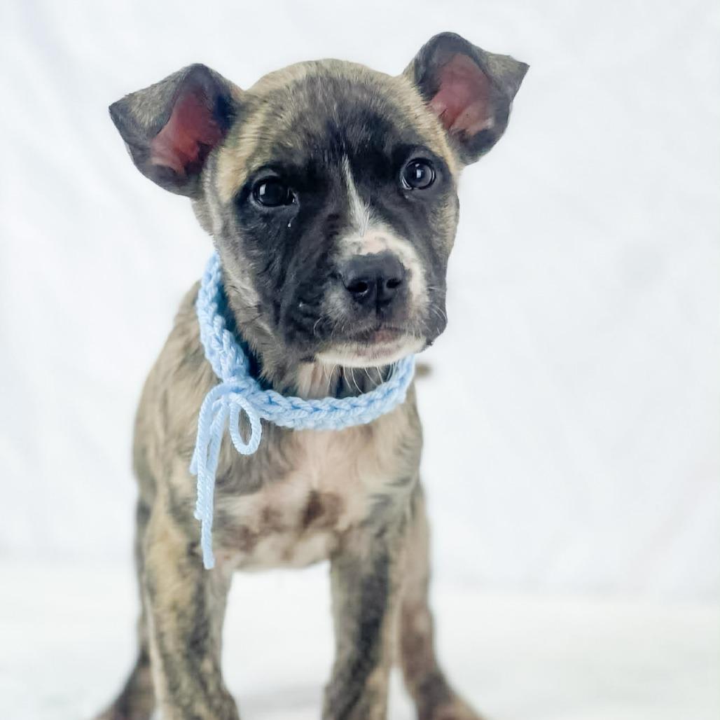 Enlarge Ray, a Adoptable Mixed Breed in Lufkin, TX image 1/1