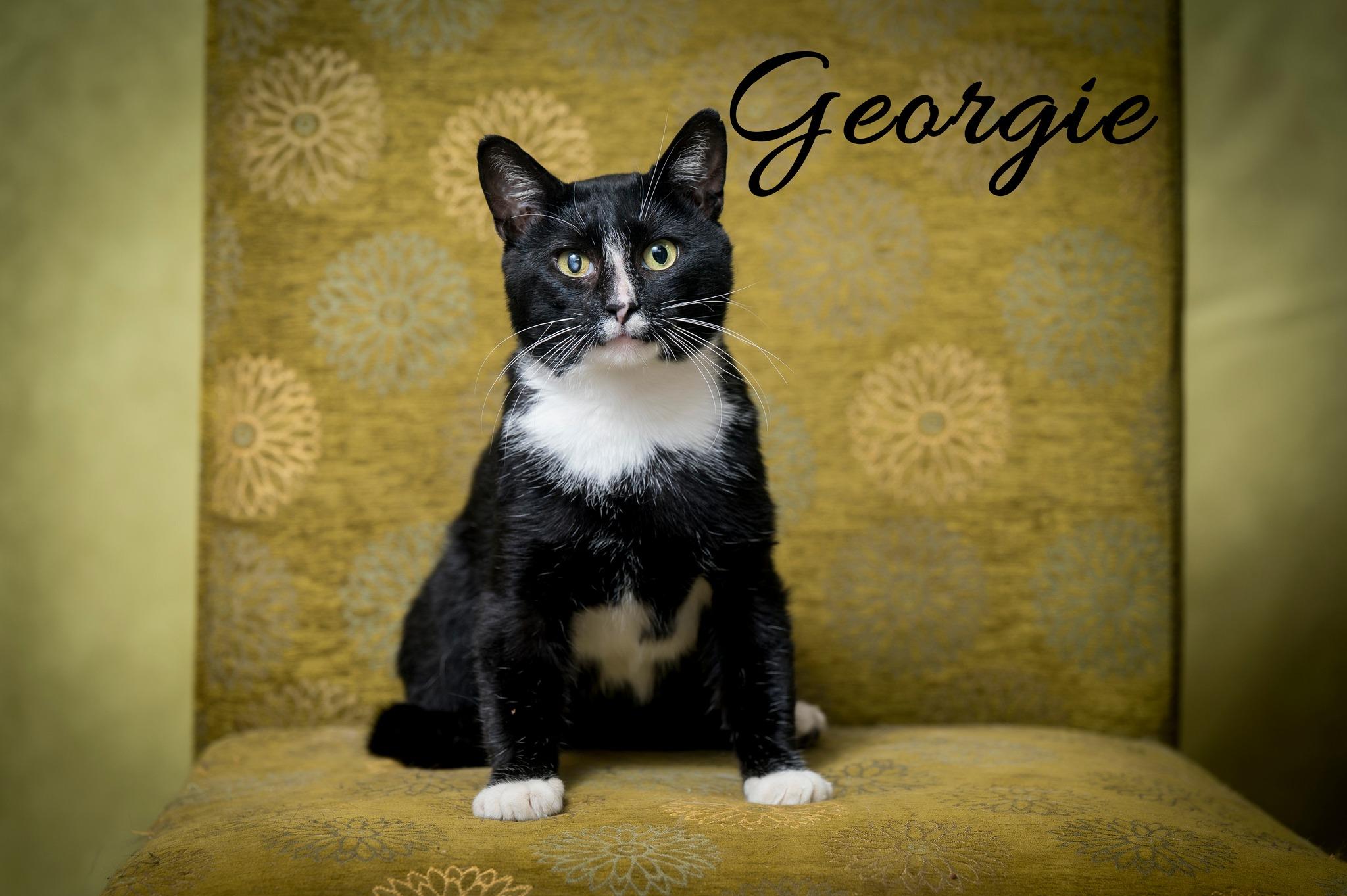 Georgie, Adoptable, Adult Male Domestic Short Hair.