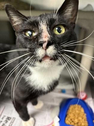 Enlarge Georgie, a Adoptable Domestic Short Hair in North Myrtle Beach, SC image 2/6