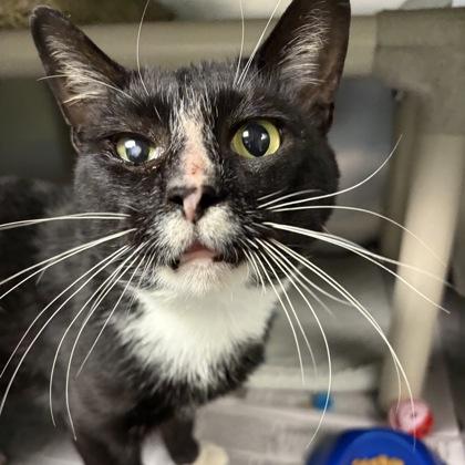 Enlarge Georgie, a Adoptable Domestic Short Hair in North Myrtle Beach, SC image 5/6