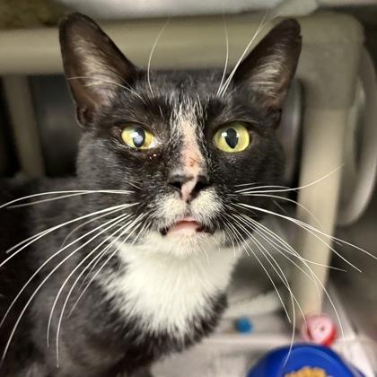 Enlarge Georgie, a Adoptable Domestic Short Hair in North Myrtle Beach, SC image 6/6