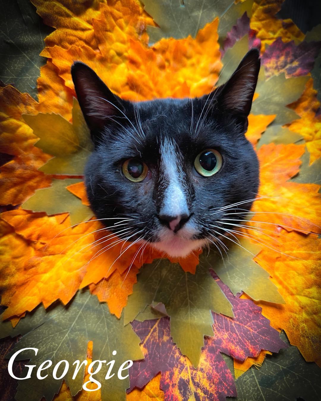 Enlarge Georgie, a Adoptable Domestic Short Hair in North Myrtle Beach, SC image 4/6