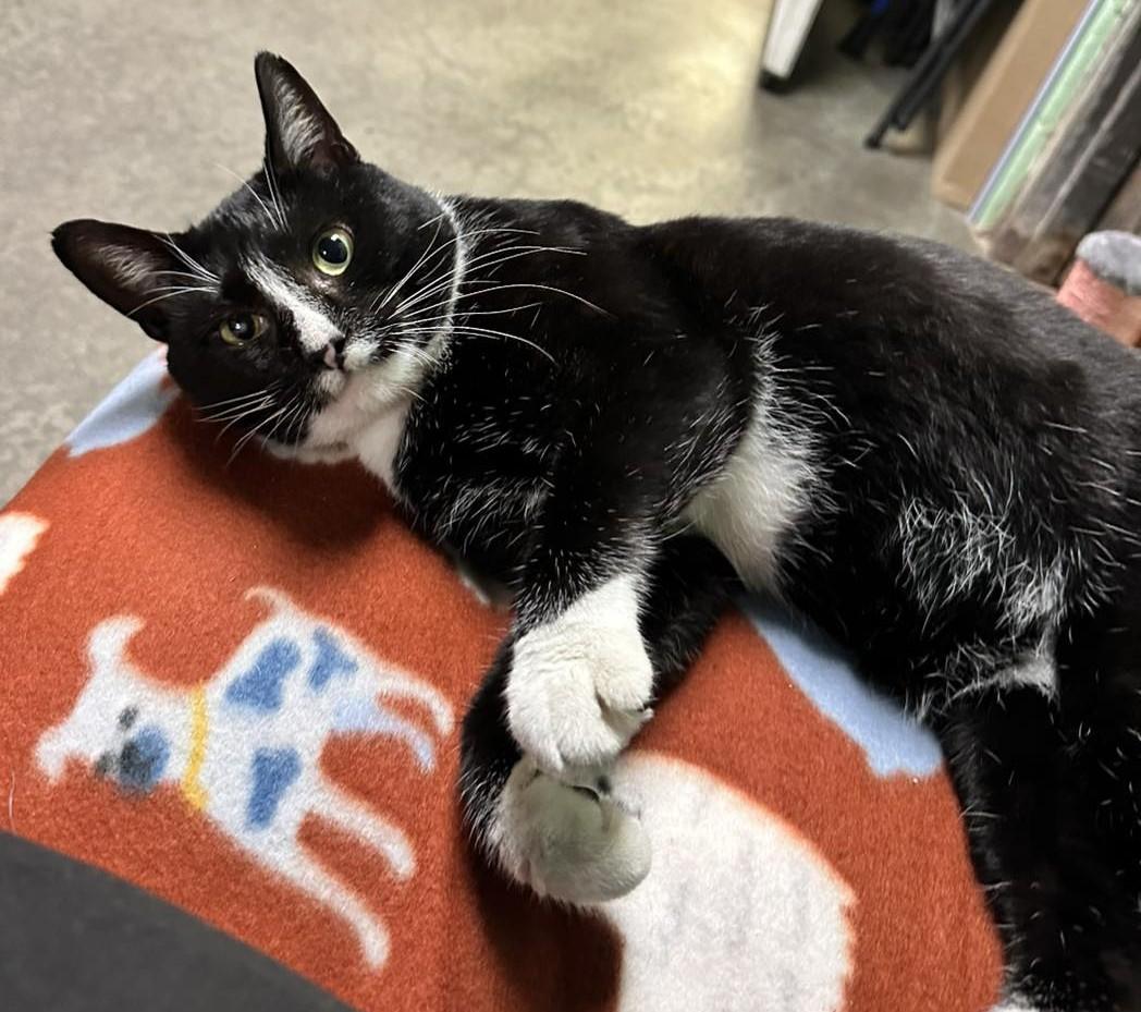 Enlarge Georgie, a Adoptable Domestic Short Hair in North Myrtle Beach, SC image 3/6