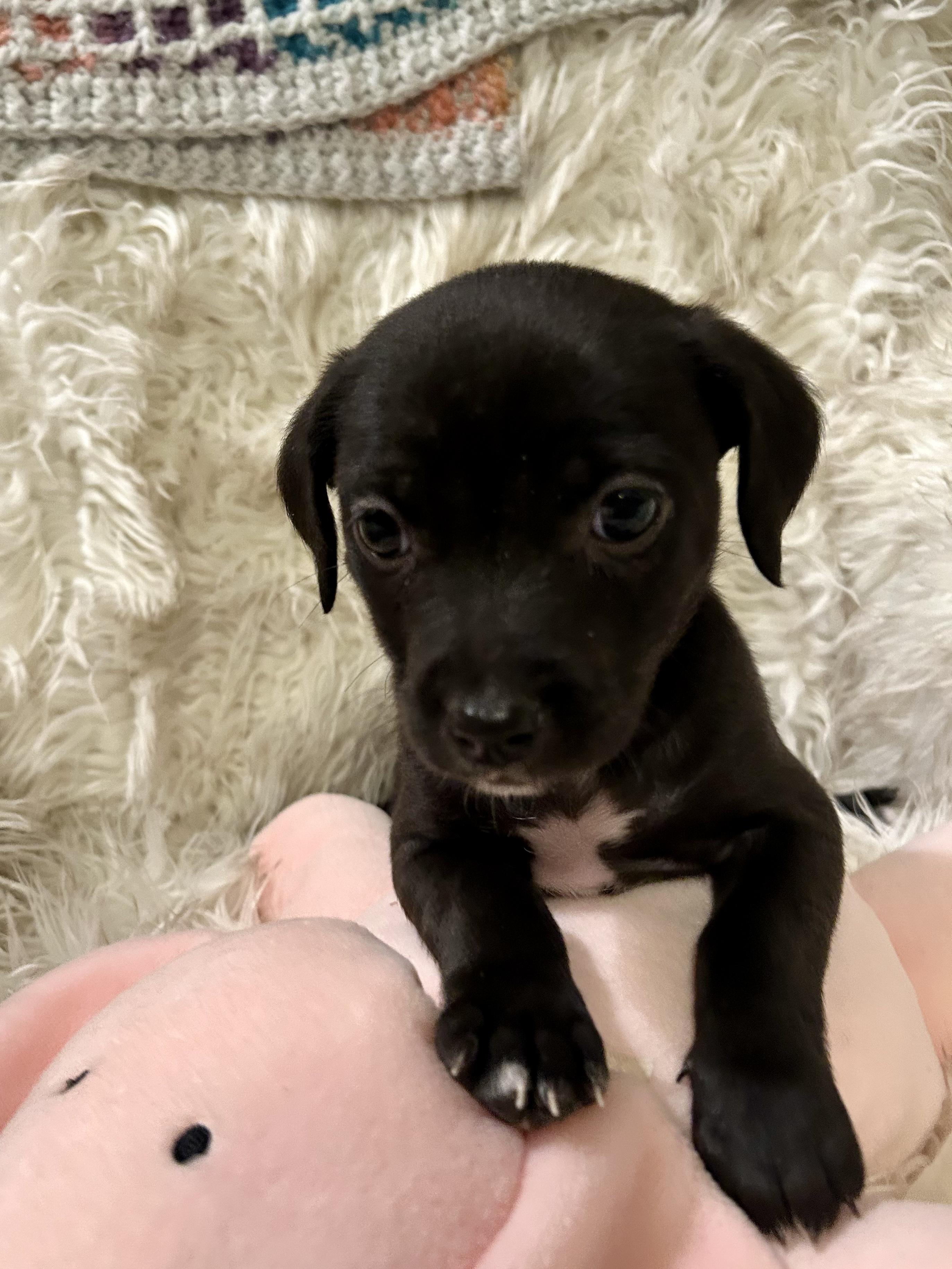 Angel — thumbnail 3