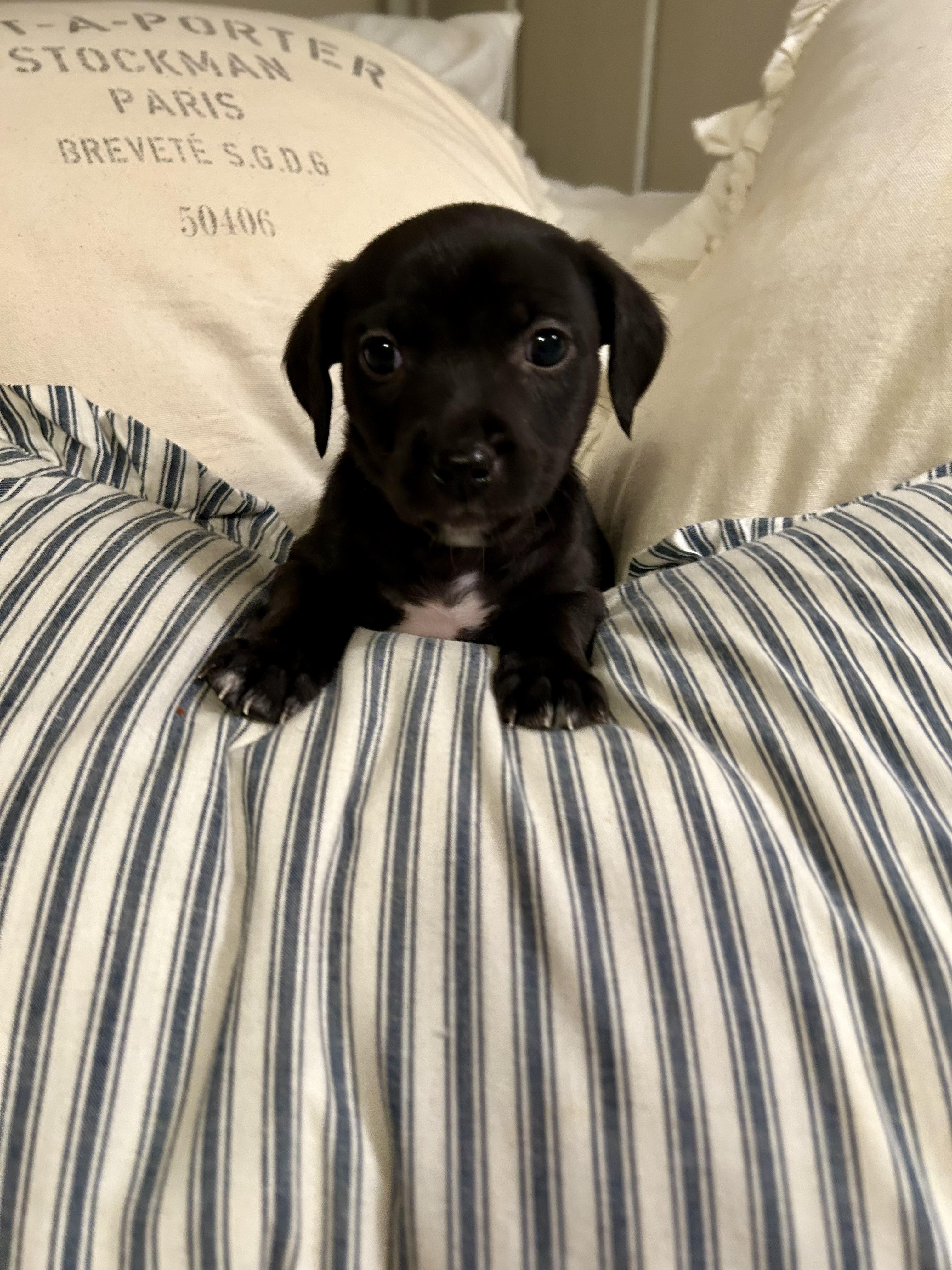 Angel — thumbnail 4