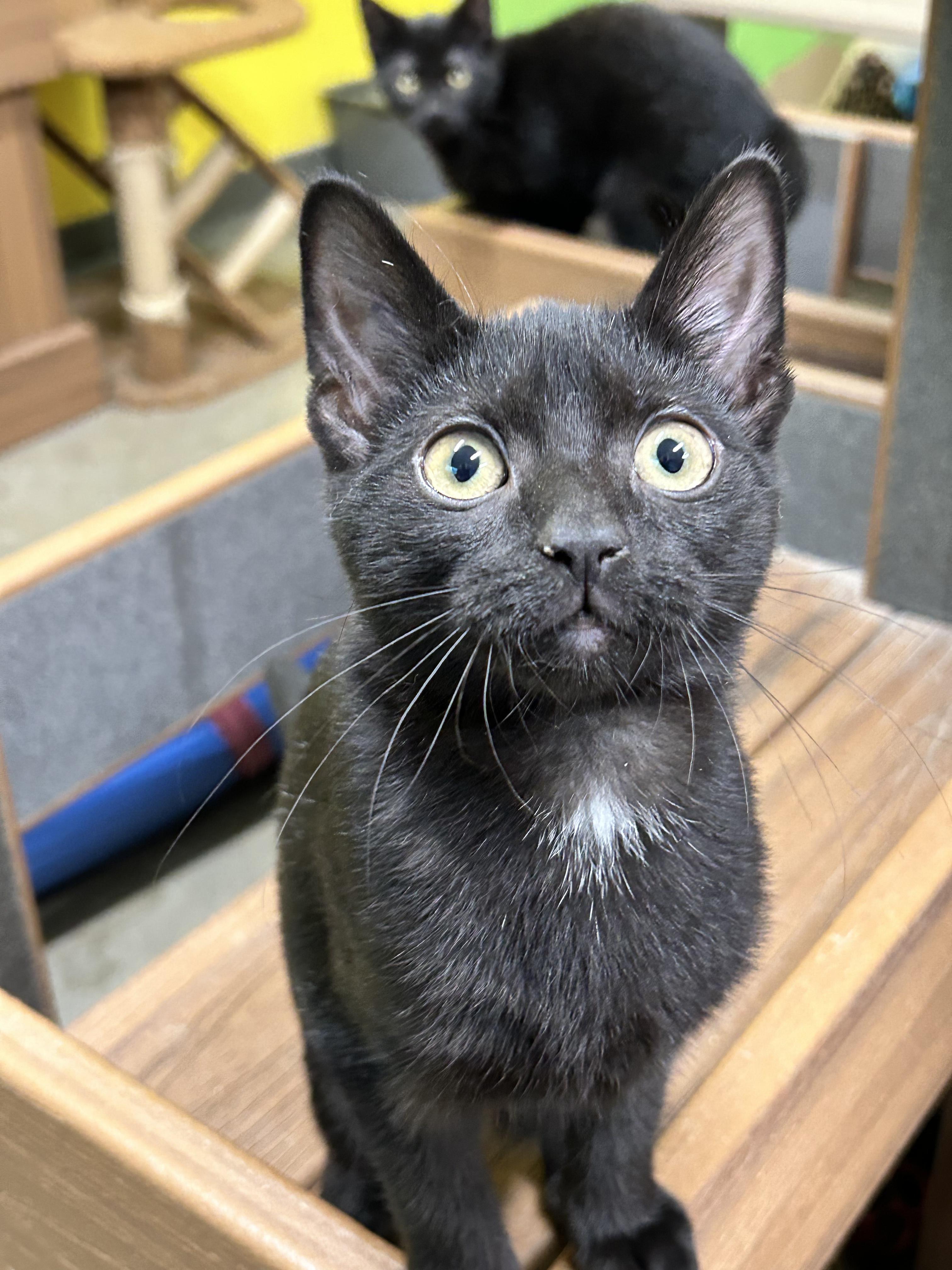 Ina, a Adoptable Domestic Short Hair in Edgewood, MD image 1/5