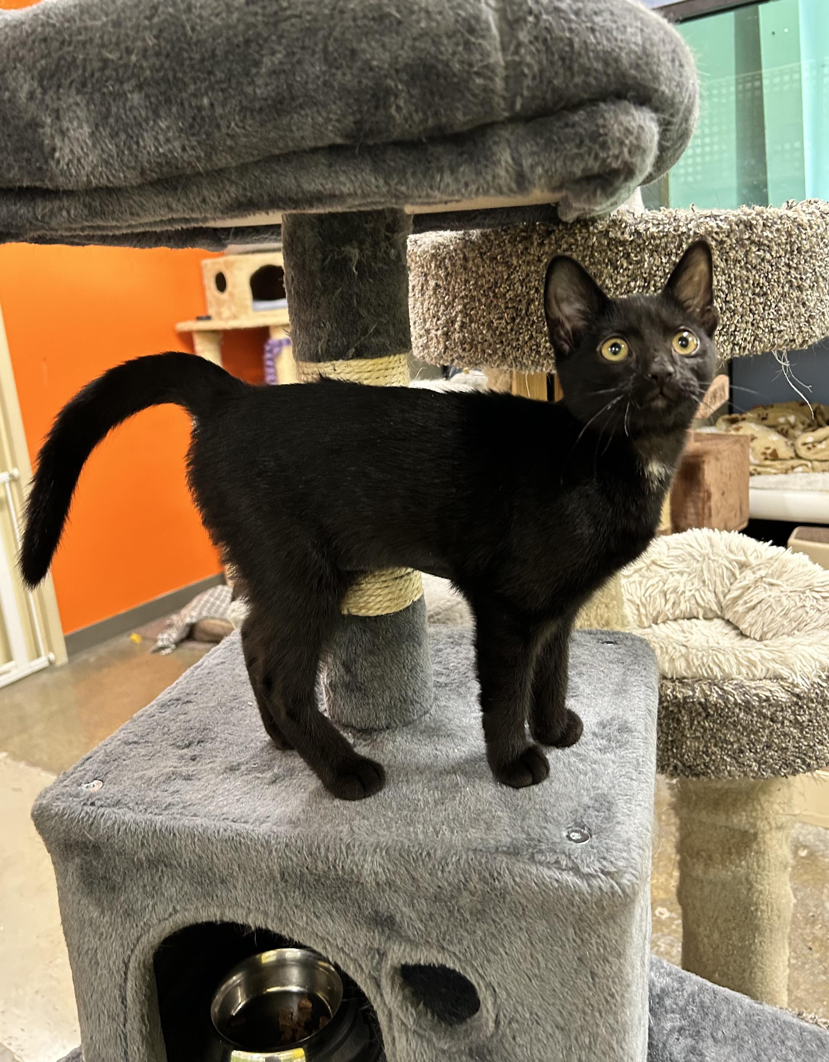 Ina, a Adoptable Domestic Short Hair in Edgewood, MD image 2/5