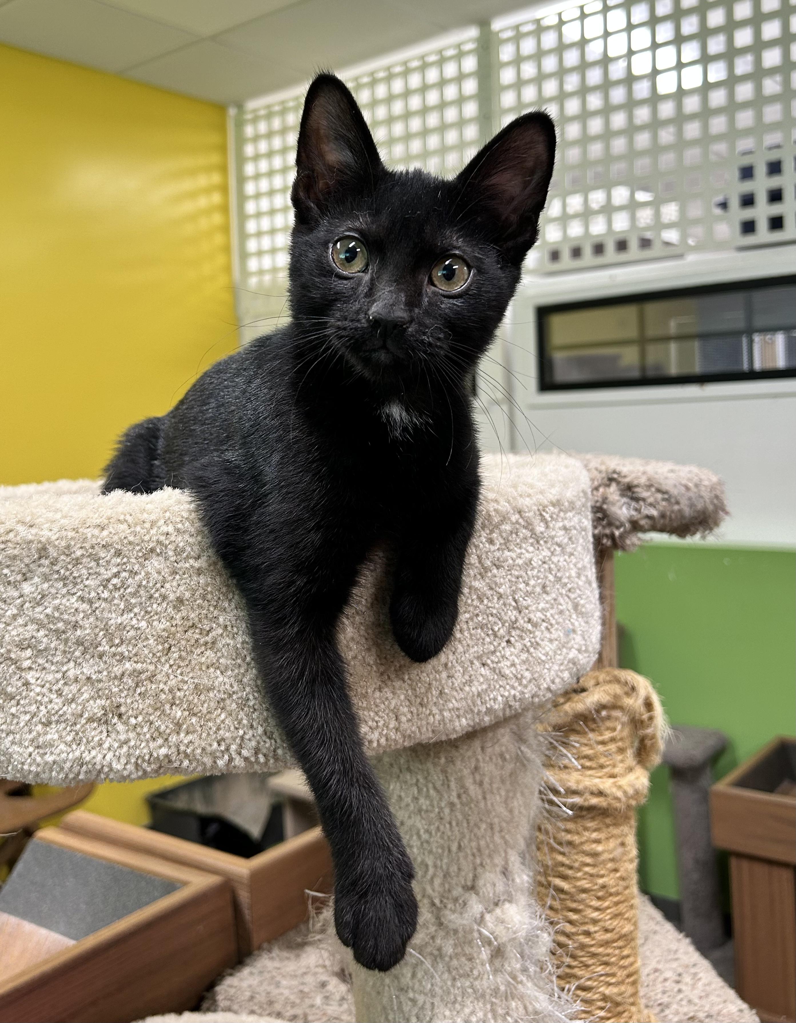 Ina, a Adoptable Domestic Short Hair in Edgewood, MD image 3/5