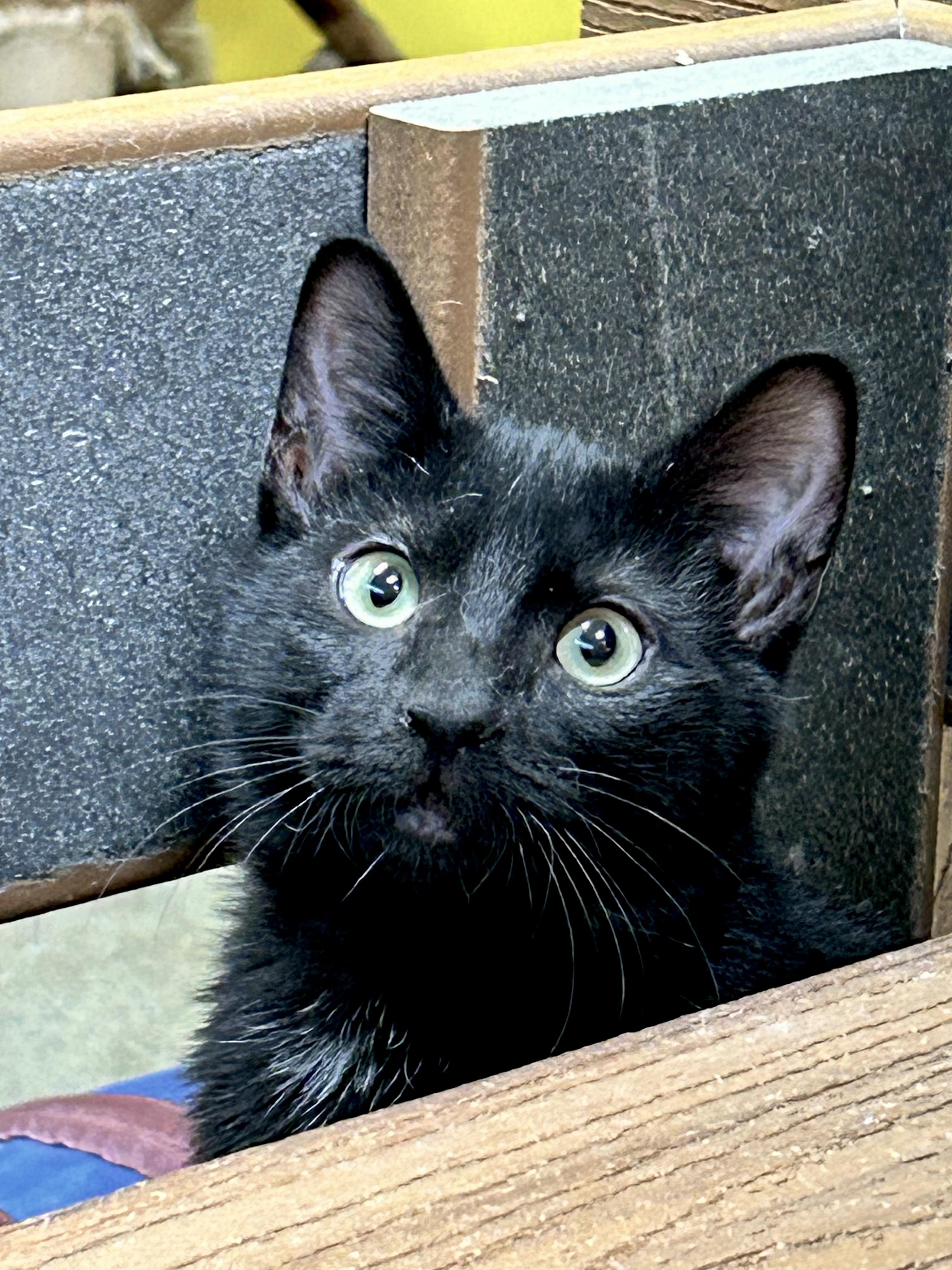 Ina, a Adoptable Domestic Short Hair in Edgewood, MD image 4/5