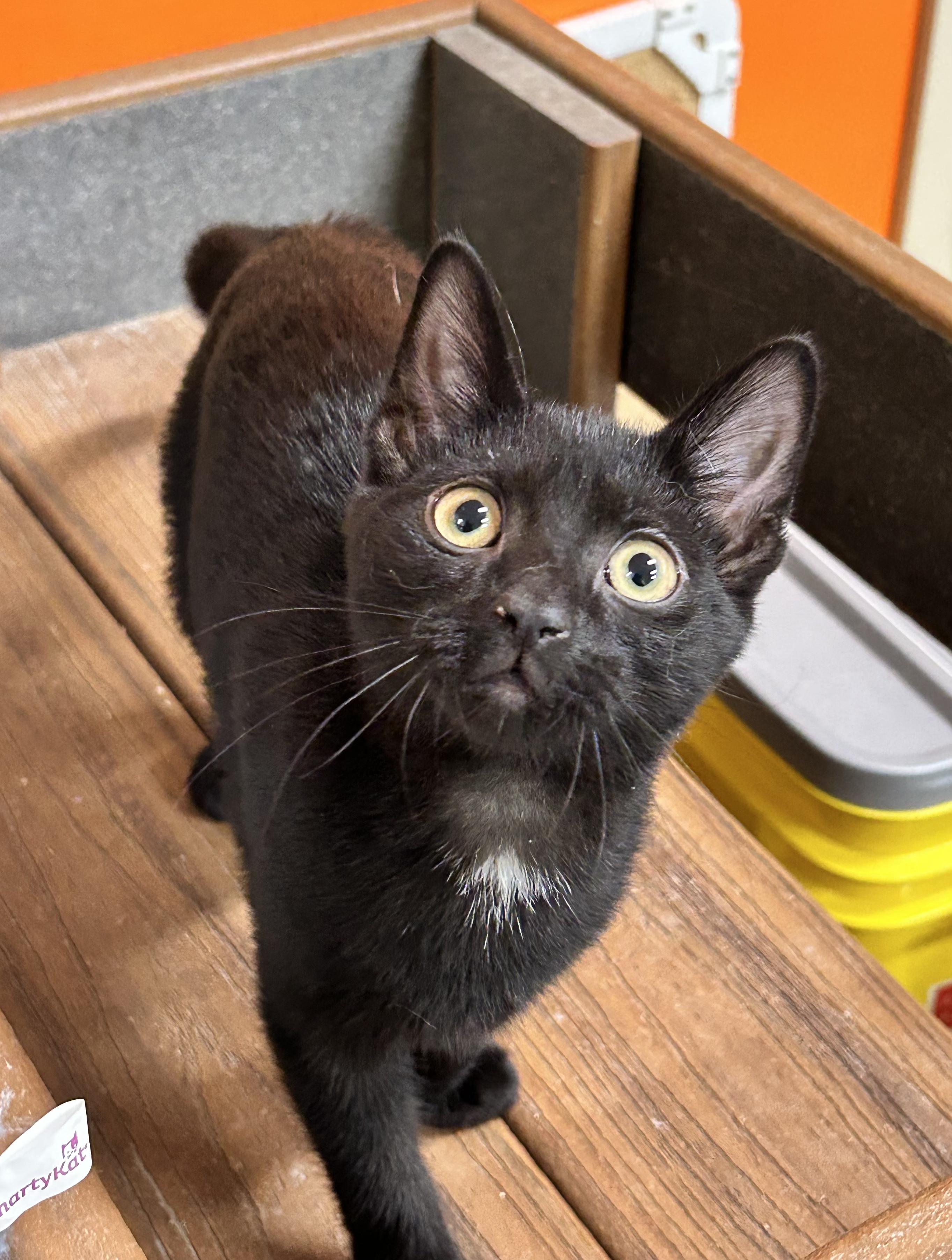 Ina, a Adoptable Domestic Short Hair in Edgewood, MD image 5/5