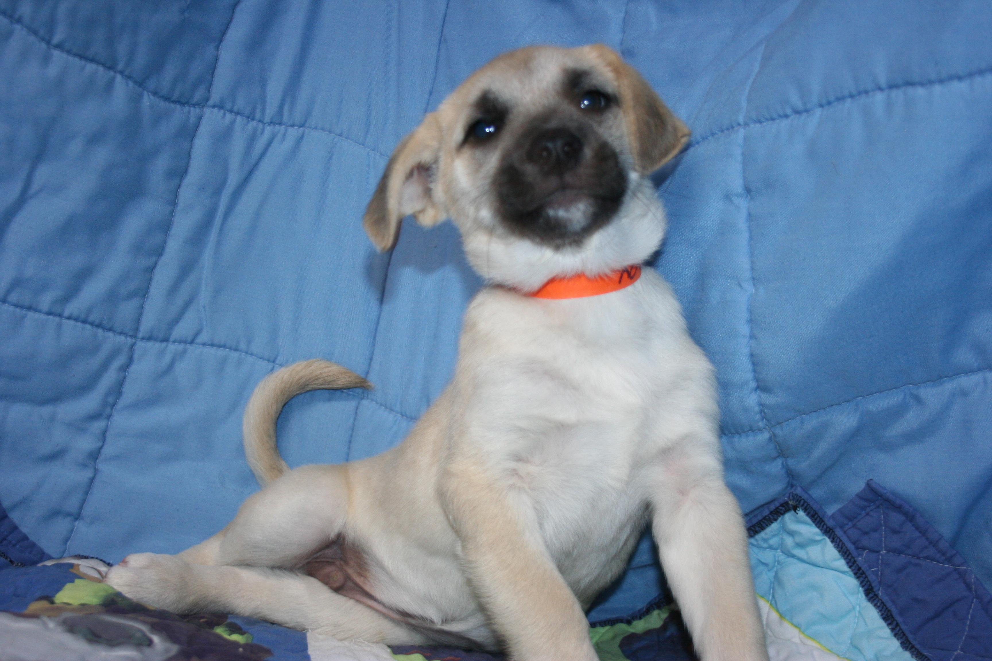 Buddy - ABC puppy