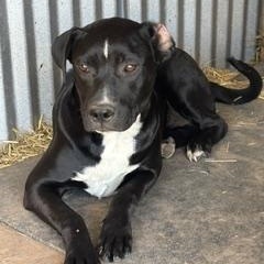 Amber - Transport Available, Adoptable, Young Female Dutch Shepherd & American Staffordshire Terrier.