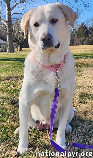 Enlarge Lily in KY - Thrives On Attention!, an adopted mixed breed in Lexington, KY image 2/4
