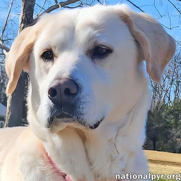 Enlarge Lily in KY - Thrives On Attention!, an adopted mixed breed in Lexington, KY image 1/4