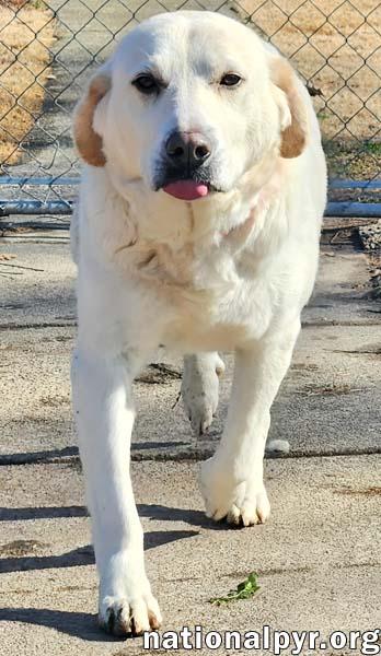 Enlarge Lily in KY - Thrives On Attention!, an adopted mixed breed in Lexington, KY image 3/4