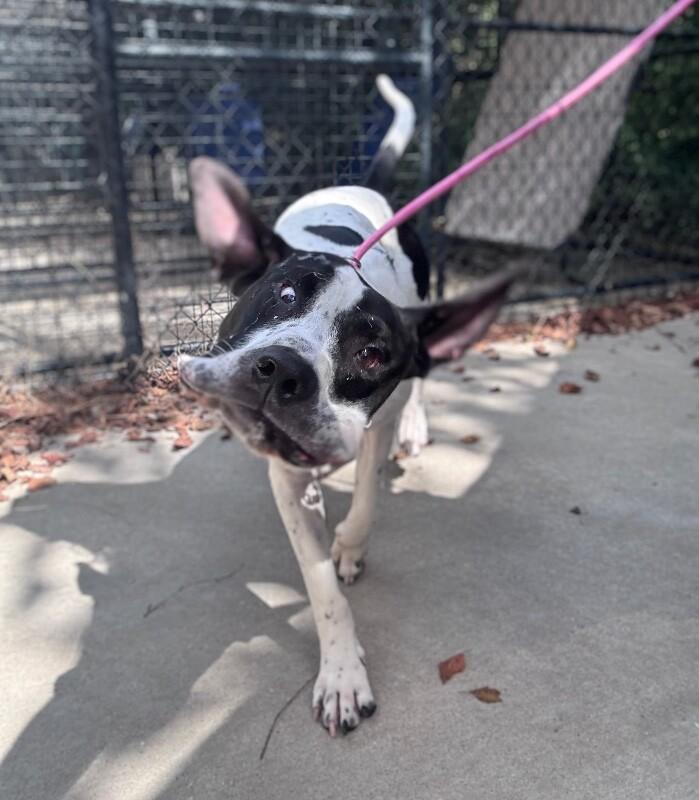 Buster, Adoptable, Adult Male Terrier & Mixed Breed.