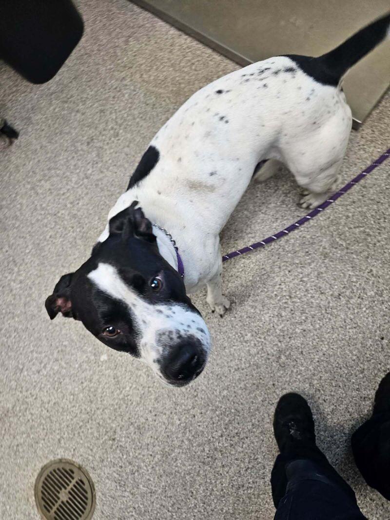 Buster, a Adoptable mixed breed in Disputanta, VA image 2/4