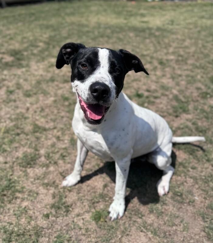 Buster, a Adoptable mixed breed in Disputanta, VA image 3/6
