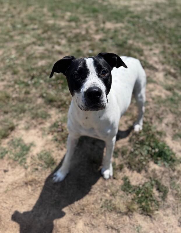 Buster, a Adoptable mixed breed in Disputanta, VA image 4/6