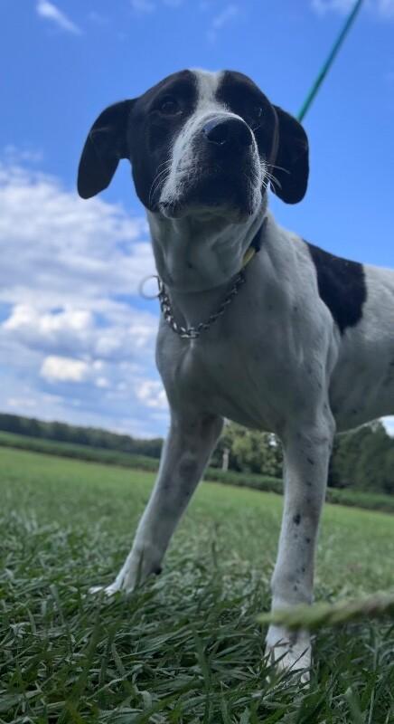 Buster, a Adoptable mixed breed in Disputanta, VA image 3/4