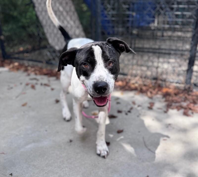 Buster, a Adoptable mixed breed in Disputanta, VA image 4/4