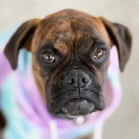 Sage, a ADOPTABLE Boxer in Davis, CA image 1/2