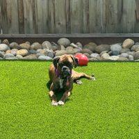 Sage, a ADOPTABLE Boxer in Davis, CA image 2/2