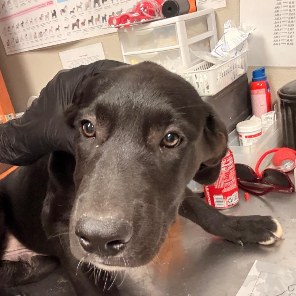 wolf claw, Adoptable, Puppy Male Cane Corso & Border Collie.