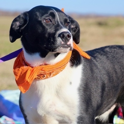 Sampson, Adoptable, Adult Male Labrador Retriever.
