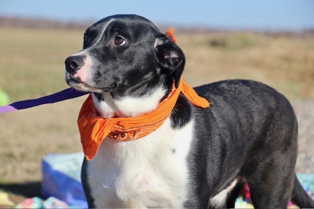 Sampson, a Adoptable Labrador Retriever in Manchester, CT image 2/4