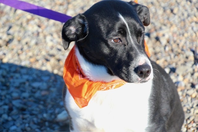 Sampson, a Adoptable Labrador Retriever in Manchester, CT image 3/4