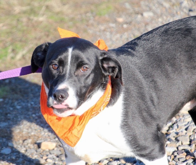 Sampson, a Adoptable Labrador Retriever in Manchester, CT image 4/4