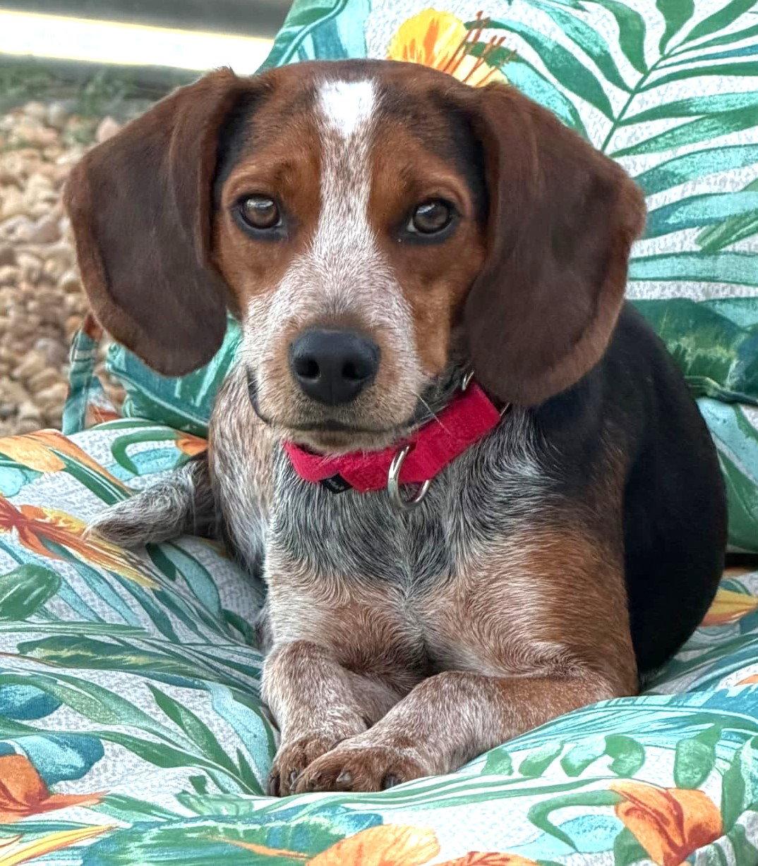Enlarge Harlow, a Adopted Beagle in Dunnellon, FL image 1/3